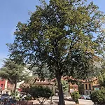 La Plaza فندق